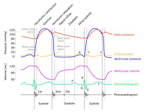 A Wiggers diagram is a standard diagram used in cardiac physiology to illustrate the association between aortic pressure, ventricular pressure, atrial pressure, volumes and ECG waveforms. Learn the principles of cardiac physiology, electrocardiography and ECG interpretation. The action potential and conduction system are also discussed.